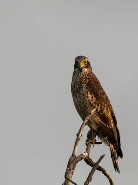 Değişken Şahin Kartal, parkta vahşi yaşam safarisi sırasında Rajasthan 'ın Bharathpur kentindeki Keoladeo Gana Ulusal Parkı' ndaki bir ağacın tepesine tünedi.