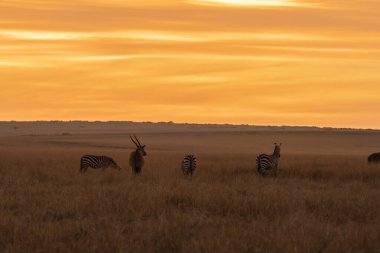 Afrika düzlüklerinde Elands ile birlikte otlayan bir zebra sürüsü güzel bir sabah Masai Mara koruma safarisi sırasında ön planda geniş çayırlarla birlikte.