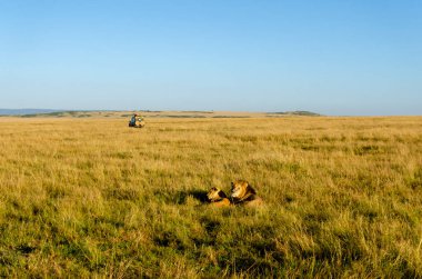 Vahşi yaşam safarisi sırasında Masai Mara koruma alanında çiftleşen bir çift Afrika aslanı.