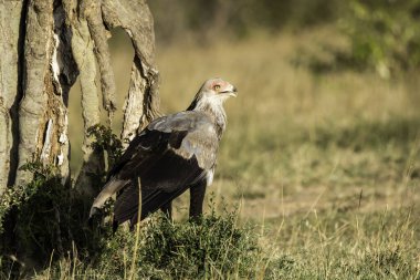 Bir sekreter kuş vahşi yaşam safarisi sırasında Masai Mara koruma sahasında av arıyor.