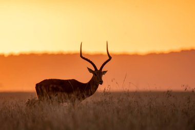 Erkek bir Impala vahşi yaşam safarisi sırasında Masai Mara 'nın ovalarında arka planda güzel turuncu günbatımı renkleriyle otluyor.