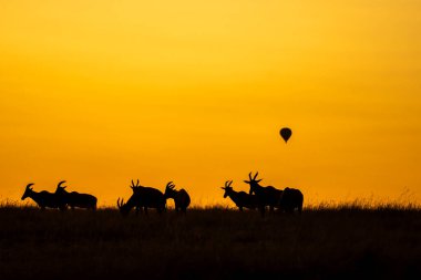 Arka planda yükselen güneş renkleriyle ve arka planda sıcak hava balonlarıyla vahşi yaşam safarisi sırasında Masai Mara koruma alanında otlayan bir topi sürüsü.