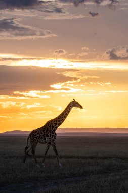 Bir zürafa silueti vahşi yaşam safarisi sırasında arka planda batan güneşle birlikte Masai Mara koruma alanı boyunca yürüyor.