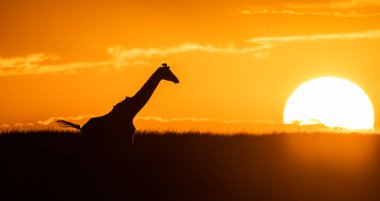 Bir zürafa silueti vahşi yaşam safarisi sırasında arka planda batan güneşle birlikte Masai Mara koruma alanı boyunca yürüyor.