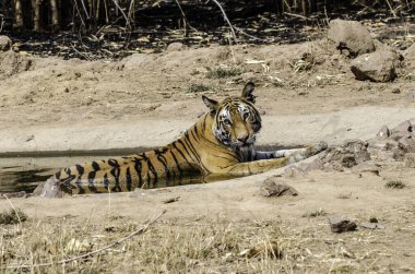Bölgesindeki küçük bir su birikintisinde dinlenen baskın dişi kaplan Bandhavgarh Tiger koruma alanında vahşi yaşam safarisi sırasında sıcak bir yaz günü