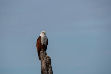 Brahmini uçurtması Bhadra kaplanının içinde bir tekne safarisi sırasında Bhadra nehrinin göbeğindeki ölü bir ağaç dalına tünemiş. 
