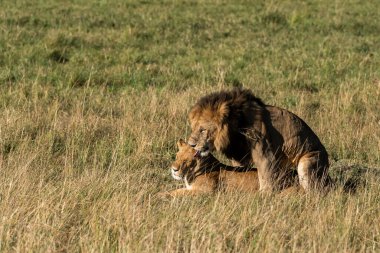 Vahşi yaşam safarisi sırasında Masai Mara koruma alanında çiftleşen bir çift Afrika aslanı.