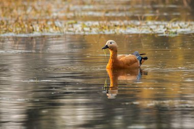 Bir Brahmini ördek namı diğer Ruddy Shelduck soğuk bir kış günü Keoladeo Ulusal Parkı 'ndaki bataklık sularında yüzüyor.