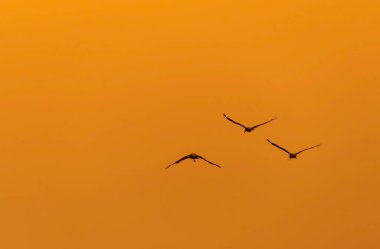 Vahşi yaşam safarisi sırasında Bharatpur kuş barınağındaki kızartma sahalarına uçan üç gri lag kazının siluetleri.