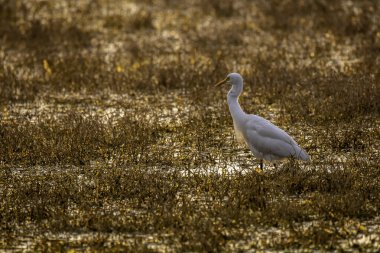 Kuşçuluk gezisi sırasında Keoladeo Ulusal Parkı 'ndaki bataklık bölgelerinde dizlerinin üzerinde duran orta karar bir balıkçıl balığı.