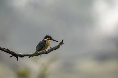 A common blue kingfisher perched on top of a twig next to a waterbody looking a fish inside Keoladeo Ghana bird sanctuary in Bharatpur, Rajasthan clipart