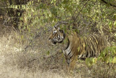Sıcak bir yaz gününde Bandhavgarh Tiger arazisinde vahşi yaşam safarisi sırasında devriye gezen baskın dişi kaplan.