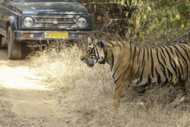 Baskın dişi kaplan sıcak bir yaz gününde vahşi yaşam safarisi sırasında Bandhavgarh Tiger arazisinde devriye geziyor.