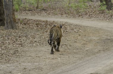 Sıcak bir yaz gününde, erkek bir kaplan vahşi yaşam safarisi sırasında Bandhavgarh Tiger arazisinde devriye geziyor.