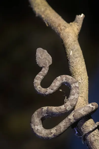 Stock image A malabar pit viper grey morph photographed inside coffee estate in the outskirts of Madikeri town, Karnataka state, India