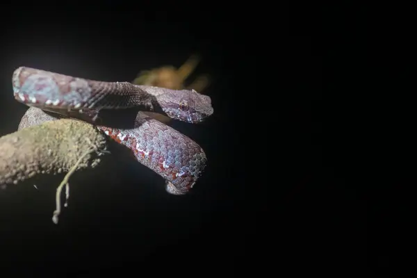 Stock image A malabar pit viper grey morph photographed inside coffee estate in the outskirts of Madikeri town, Karnataka state, India