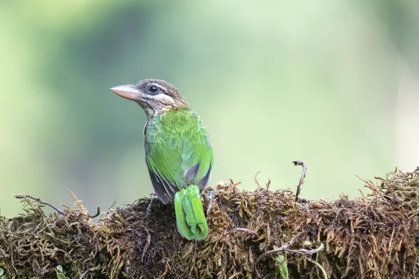Hindistan 'ın Karnataka eyaletindeki Madikeri kasabasının eteklerindeki bir kahvehanenin içindeki bir ağaç dalının üzerine tünemiş beyaz yanaklı bir barbet.