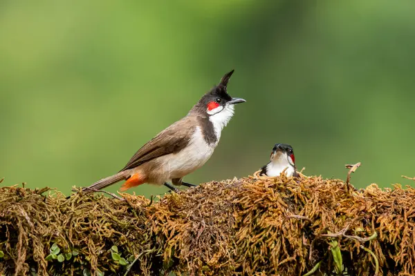 stock image A red-whiskered bulbul perched on top of a tree branch on the outskirts of Madikeri town in Karnataka, India during a birding visit