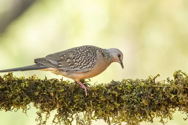 stock image A spotted dove perched on top of a tree branch inside a coffee estate in the outskirts of Madikeri town, Karnataka, India