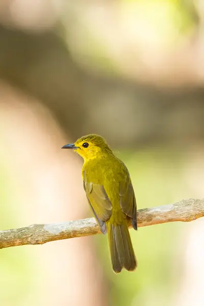 stock image A yellow-browed bulbul perched on top of a branch inside coffee estate on the outskirts of madikeri town in Karnataka state of India
