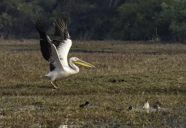 Büyük beyaz pelikanlar, Rajasthan, Bharatpur 'daki Bharatpur kuş barınağında dinlenirken küçük bir tepecikten havalanıyorlardı.