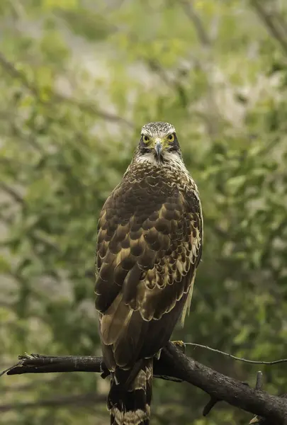 stock image A Changeable Hawk Eagle perched on top of a tree inside Keoladeo Ghana National Park in the outskirts of Bharathpur, Rajasthan during a wildlife safari in the park