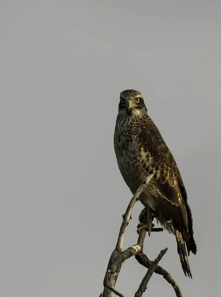 Değişken Şahin Kartal, parkta vahşi yaşam safarisi sırasında Rajasthan 'ın Bharathpur kentindeki Keoladeo Gana Ulusal Parkı' ndaki bir ağacın tepesine tünedi.