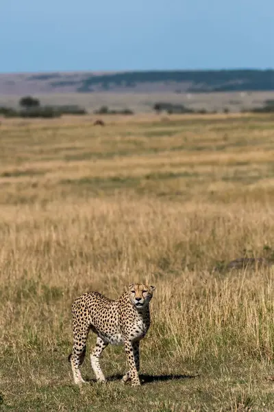Bölgesinde devriye gezen erkek bir çita vahşi yaşam safarisi sırasında Masai Mara 'nın ovalarında avlanacak bir av arıyor. 