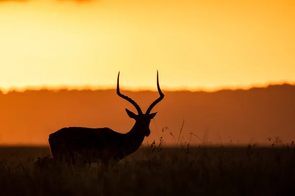 stock image A male Impala grazing on the high grass with the background of beautiful orange colours of sunset in the plains of Masai Mara conservation area during a wildlife safari