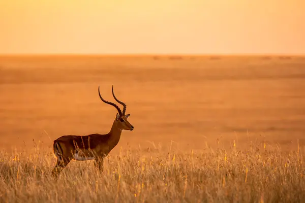 Erkek bir Impala vahşi yaşam safarisi sırasında Masai Mara 'nın ovalarında arka planda güzel turuncu günbatımı renkleriyle otluyor.