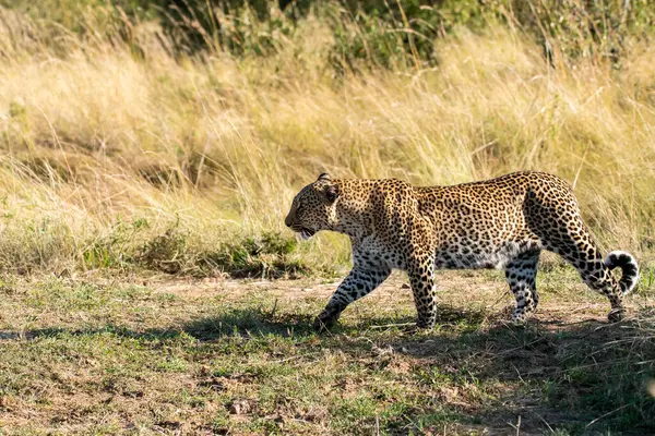 stock image A male leopard patrolling his territory on a sunny day in the plains of Masai Mara Conservation area during a wildlife safari 