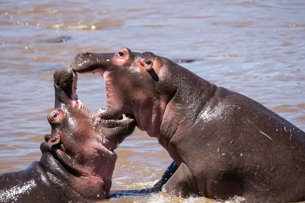 İki su aygırı, vahşi yaşam safarisi sırasında Masai Mara 'nın ovalarındaki beslenme ve dinlenme alanlarına hakim olmak için Mara Nehri' nde agresif bir şekilde savaşıyor.