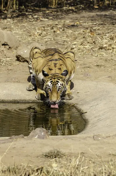 Baskın dişi kaplan bölgesindeki küçük bir su birikintisinden su içiyor. Sıcak bir yaz günü, Bandhavgarh Tiger bölgesinde vahşi yaşam safarisi sırasında.