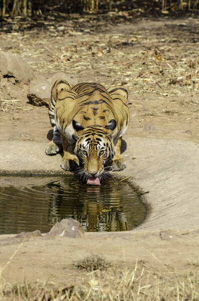 A dominant female tigress drinking water from a small waterhole in her territory on a hot summer day inside Bandhavgarh Tiger reserve during a wildlife safari