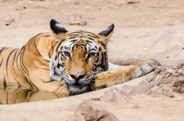 Bölgesindeki küçük bir su birikintisinde dinlenen baskın dişi kaplan Bandhavgarh Tiger koruma alanında vahşi yaşam safarisi sırasında sıcak bir yaz günü