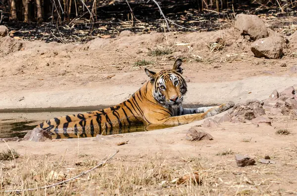 Bölgesindeki küçük bir su birikintisinde dinlenen baskın dişi kaplan Bandhavgarh Tiger koruma alanında vahşi yaşam safarisi sırasında sıcak bir yaz günü