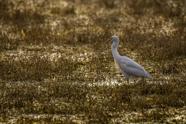 Kuşçuluk gezisi sırasında Keoladeo Ulusal Parkı 'ndaki bataklık bölgelerinde dizlerinin üzerinde duran orta karar bir balıkçıl balığı.
