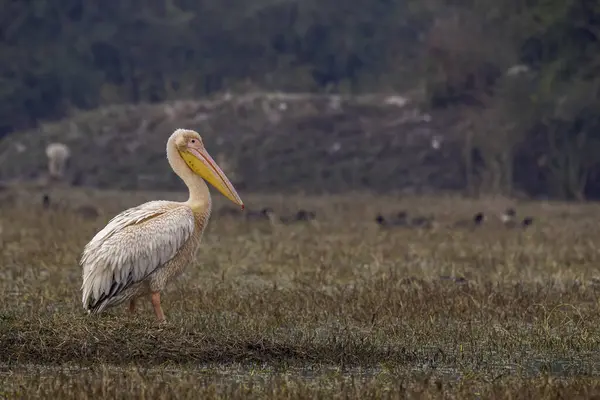 Stock image A great white pelican sitting comfortably on a small mound in the marshy areas inside Bharatpur bird sanctuary during a birding trip