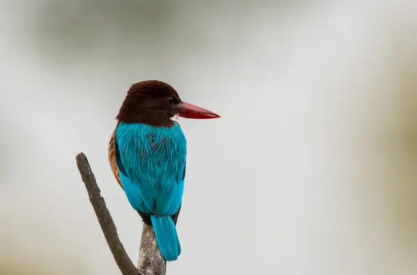 stock image A white throated kingfisher perched on top of a twig next to a waterbody looking a fish inside Keoladeo Ghana bird sanctuary in Bharatpur, Rajasthan