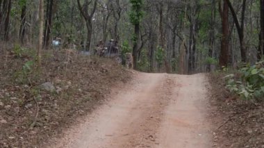 Pench, Madhya Pradesh, Hindistan - 15 Mayıs 2021 Bir grup turist aracı vahşi yaşam safarisi sırasında Pench kaplanı koruma alanı içinde bir yolda yürüyorlar