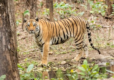 Baras adında baskın bir dişi kaplan, sıcak bir yaz günü vahşi yaşam safarisi sırasında Pench Tiger koruma alanındaki bir su birikintisinin etrafını kontrol ediyor.