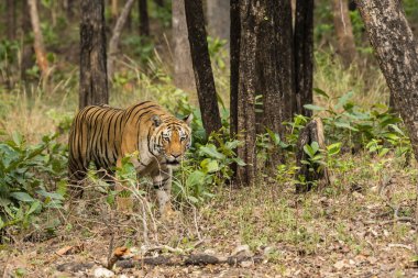 Sıcak bir yaz günü vahşi yaşam safarisi sırasında Pench Tiger arazisindeki su birikintisinden uzaklaşan Baras adında baskın bir kaplan.