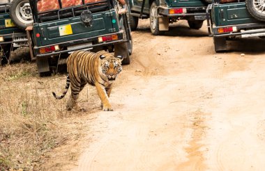 Baras adında baskın bir dişi kaplan sıcak bir yaz günü vahşi yaşam safarisi sırasında Pench Tiger koruma sahasında turist arabalarıyla birlikte bölgede devriye geziyor.
