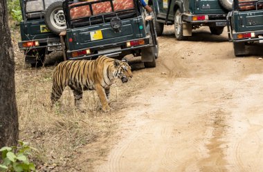 Baras adında baskın bir dişi kaplan sıcak bir yaz günü vahşi yaşam safarisi sırasında Pench Tiger koruma sahasında turist arabalarıyla birlikte bölgede devriye geziyor.