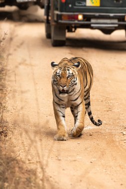 Baras adında baskın bir dişi kaplan sıcak bir yaz günü vahşi yaşam safarisi sırasında Pench Tiger koruma sahasında turist arabalarıyla birlikte bölgede devriye geziyor.