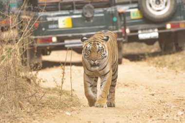 Baras adında baskın bir dişi kaplan sıcak bir yaz günü vahşi yaşam safarisi sırasında Pench Tiger koruma sahasında turist arabalarıyla birlikte bölgede devriye geziyor.