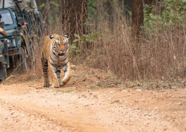 Baras adında baskın bir dişi kaplan sıcak bir yaz günü vahşi yaşam safarisi sırasında Pench Tiger koruma sahasında turist arabalarıyla birlikte bölgede devriye geziyor.