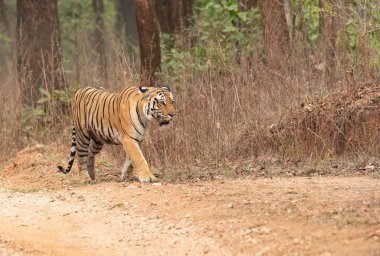 Baras adında baskın bir dişi kaplan sıcak bir yaz günü vahşi yaşam safarisi sırasında Pench Tiger koruma sahasında turist arabalarıyla birlikte bölgede devriye geziyor.
