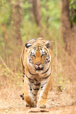 Baras adında baskın bir dişi kaplan sıcak bir yaz günü vahşi yaşam safarisi sırasında Pench Tiger koruma sahasında turist arabalarıyla birlikte bölgede devriye geziyor.