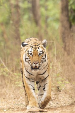 Baras adında baskın bir dişi kaplan sıcak bir yaz günü vahşi yaşam safarisi sırasında Pench Tiger koruma sahasında turist arabalarıyla birlikte bölgede devriye geziyor.